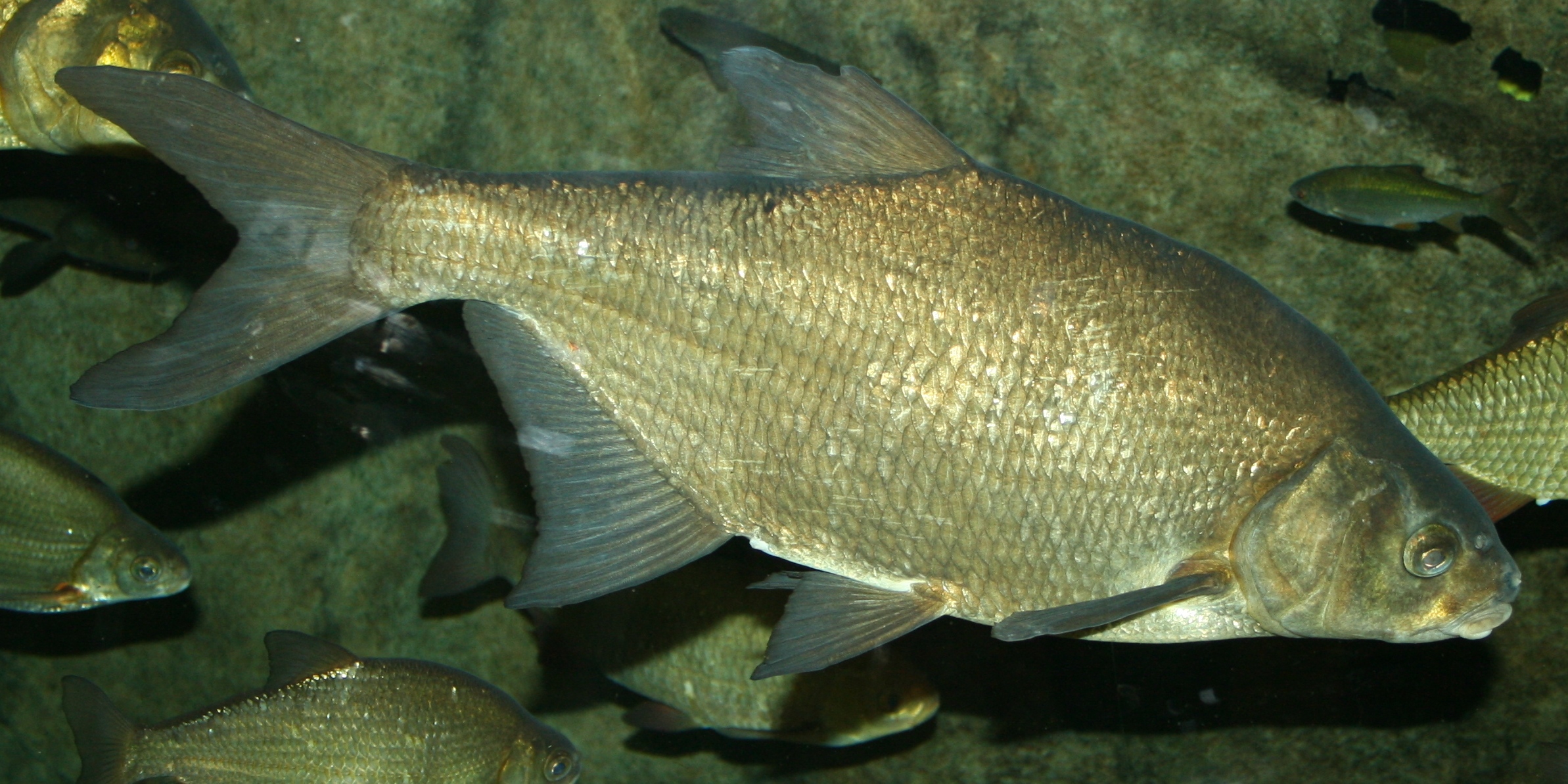 Image of Abramis brama