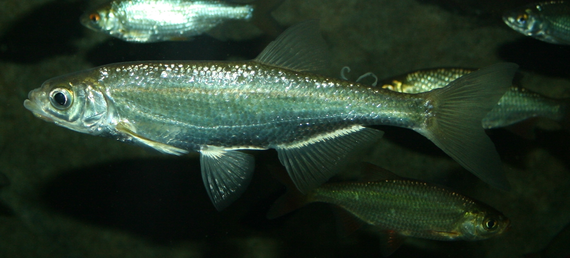 Image of Alburnus alburnus