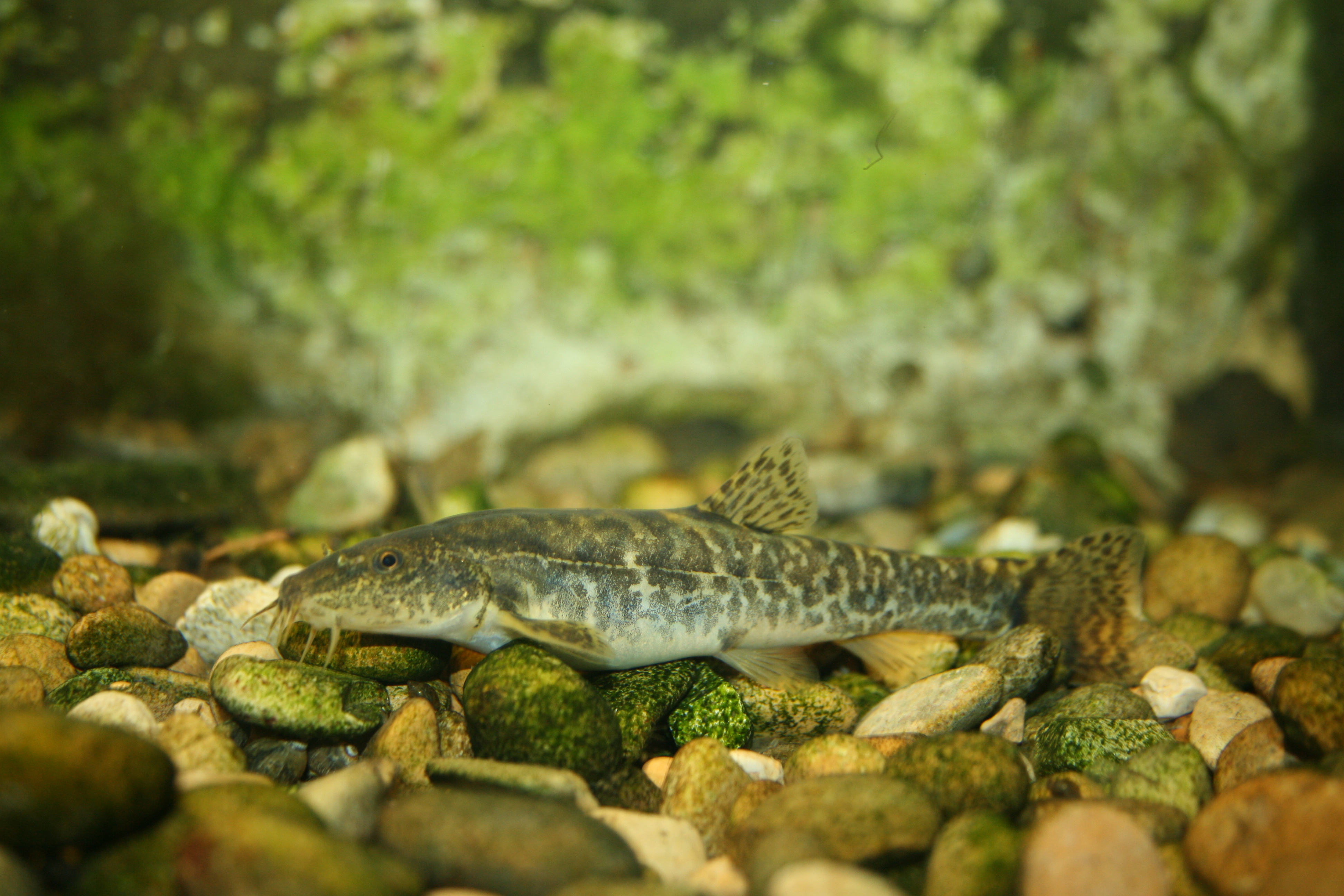 Image of Barbatula barbatula