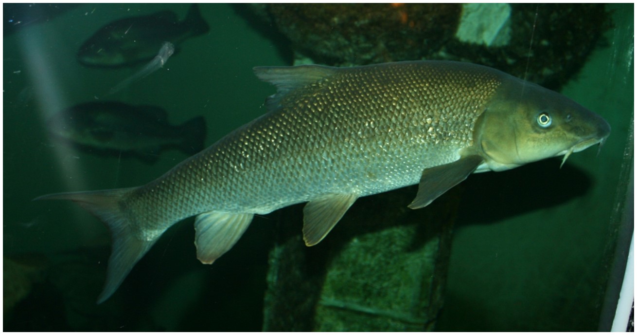 Image of Barbus barbus
