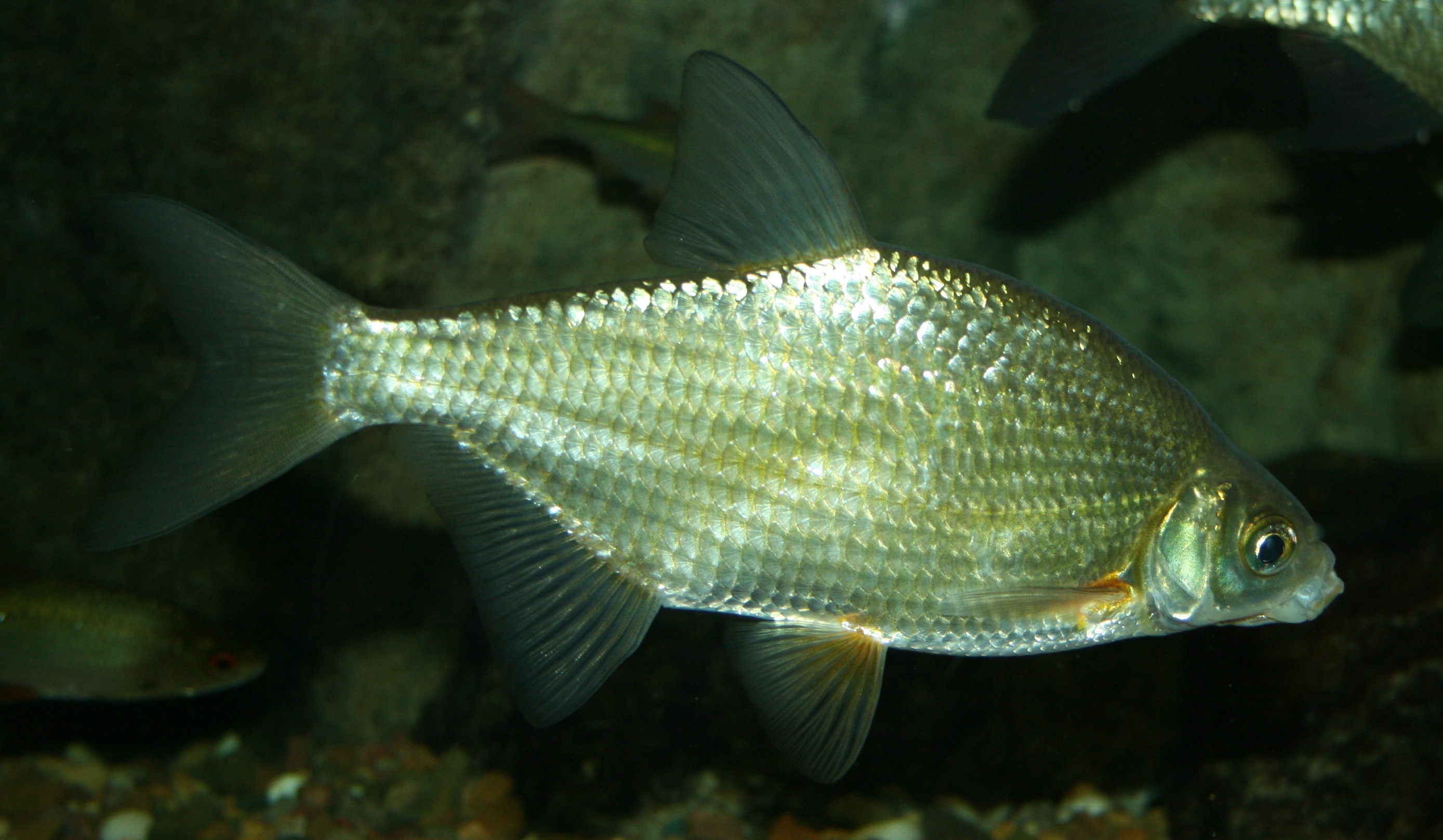 Image of Blicca bjoerkna