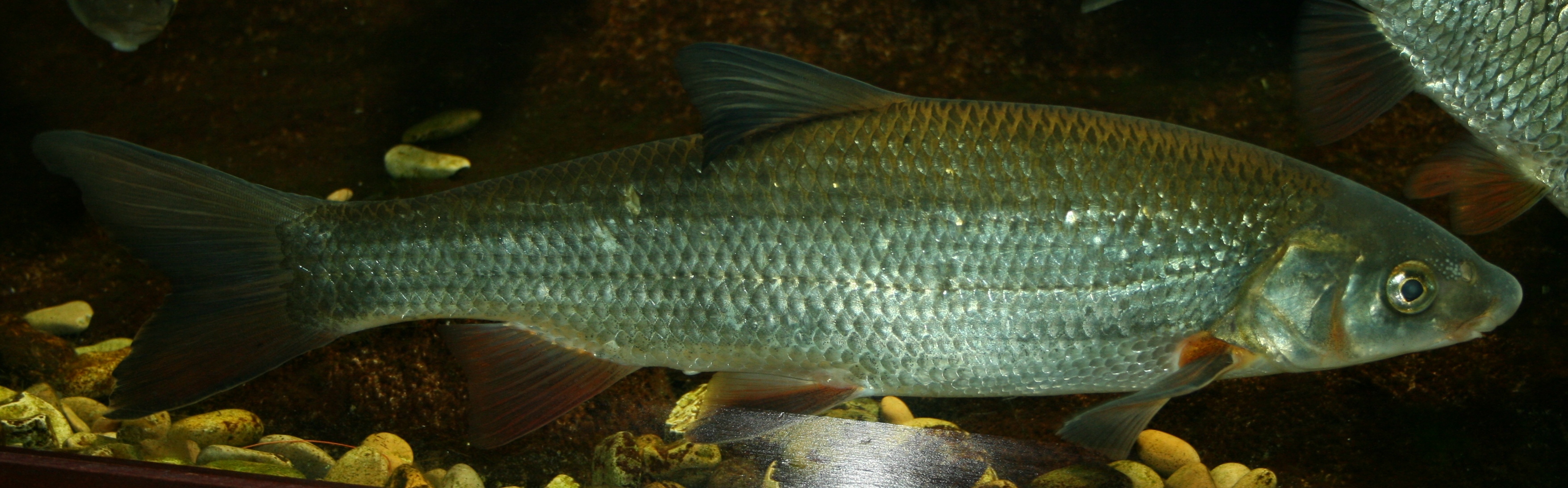 Image of Chondrostoma nasus