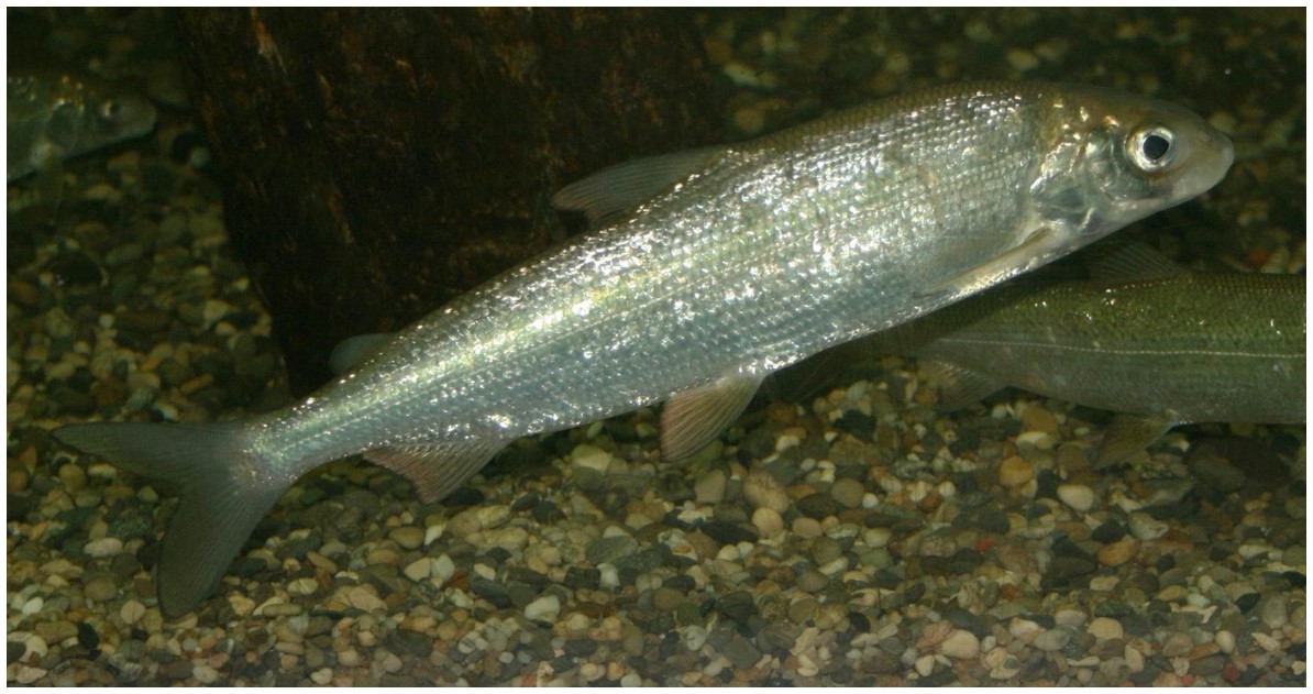 Image of Coregonus lavaretus