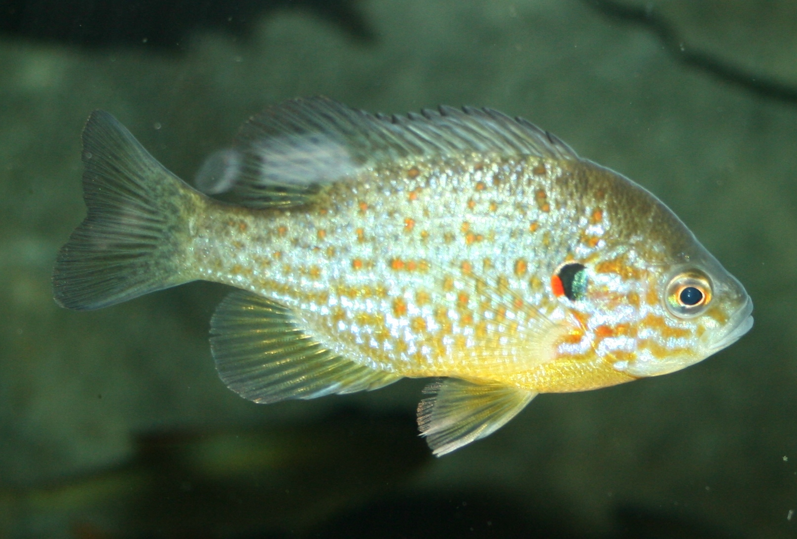 Image of Lepomis gibbosus
