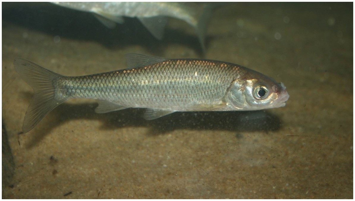 Image of Leuciscus leuciscus