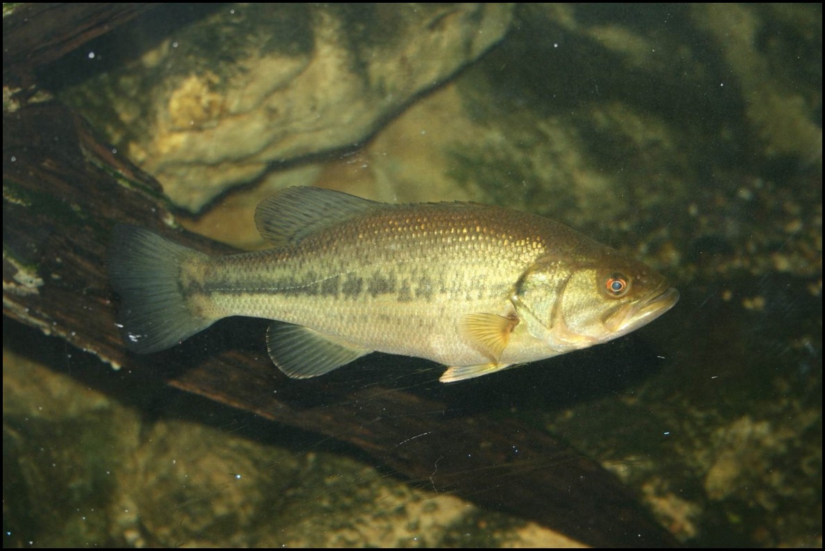 Image of Micropterus salmoides