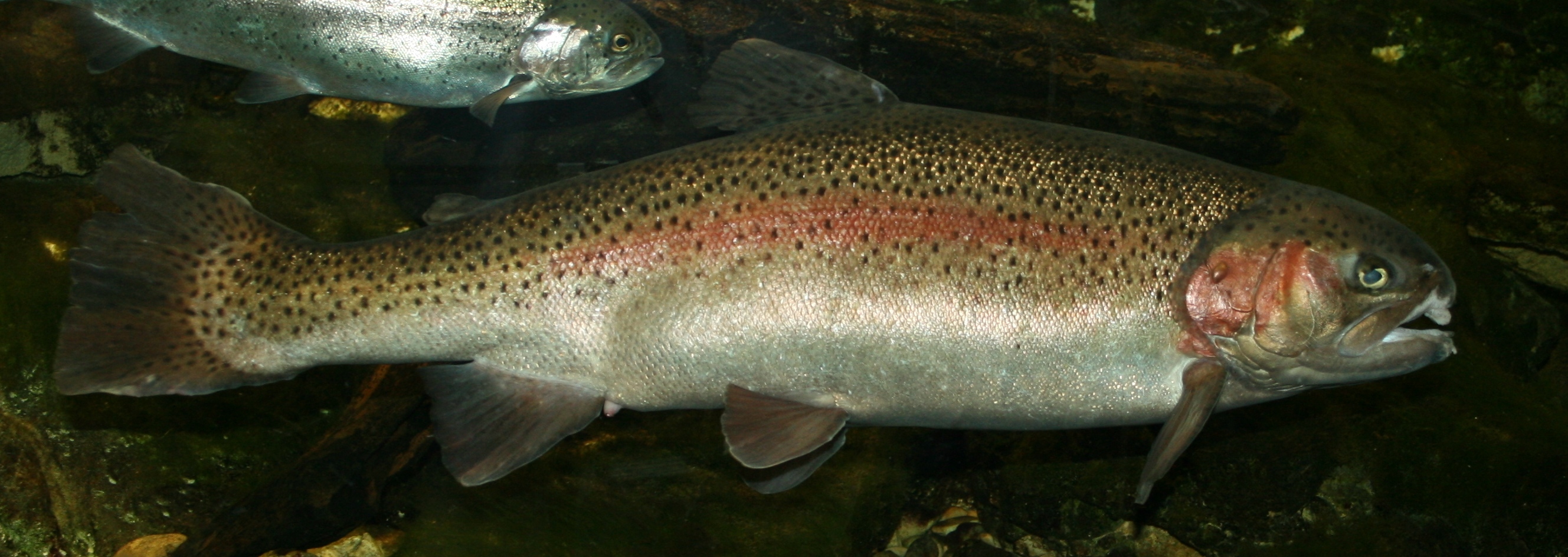 Image of Oncorhynchus mykiss