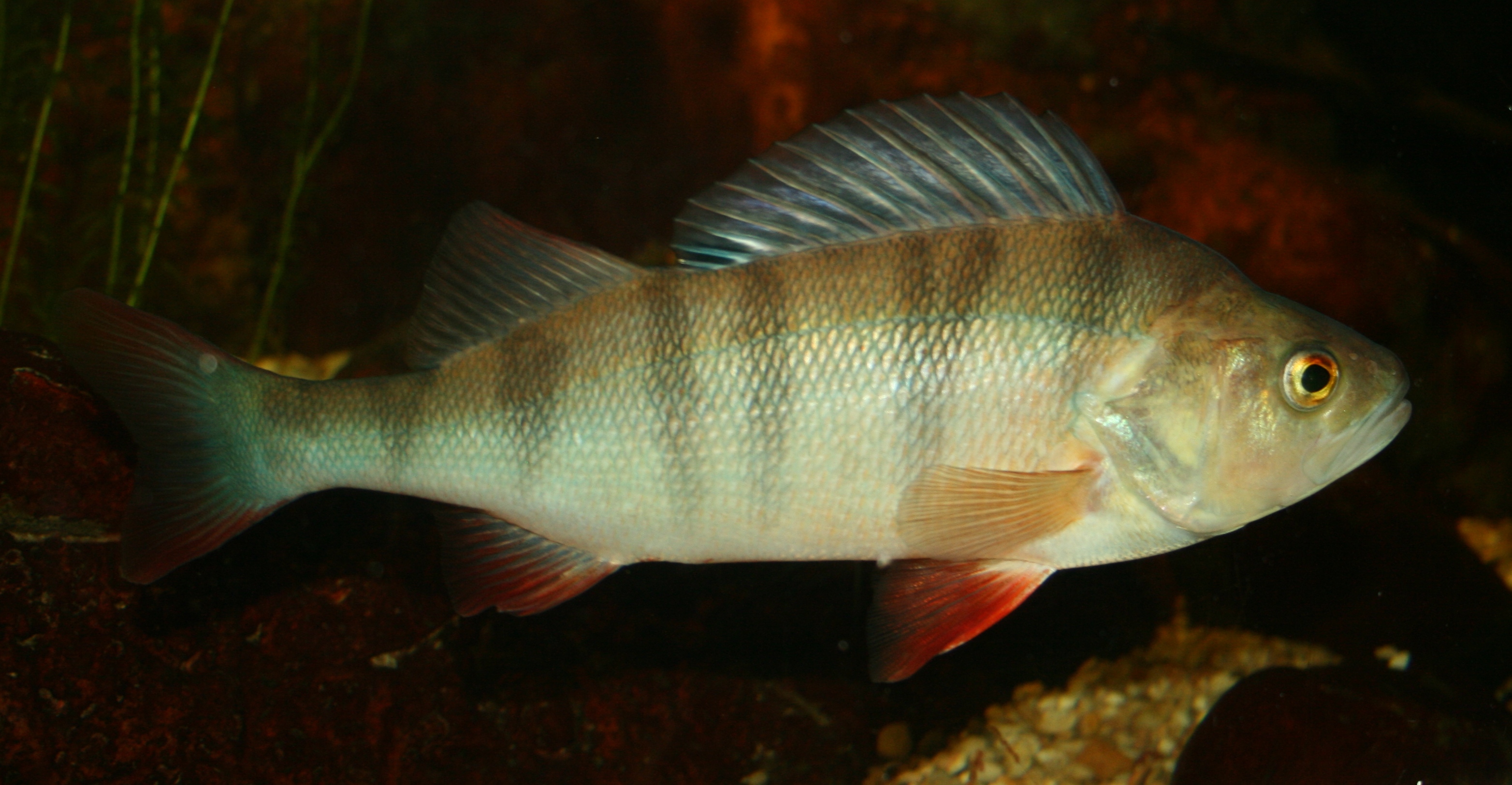 Image of Perca fluviatilis