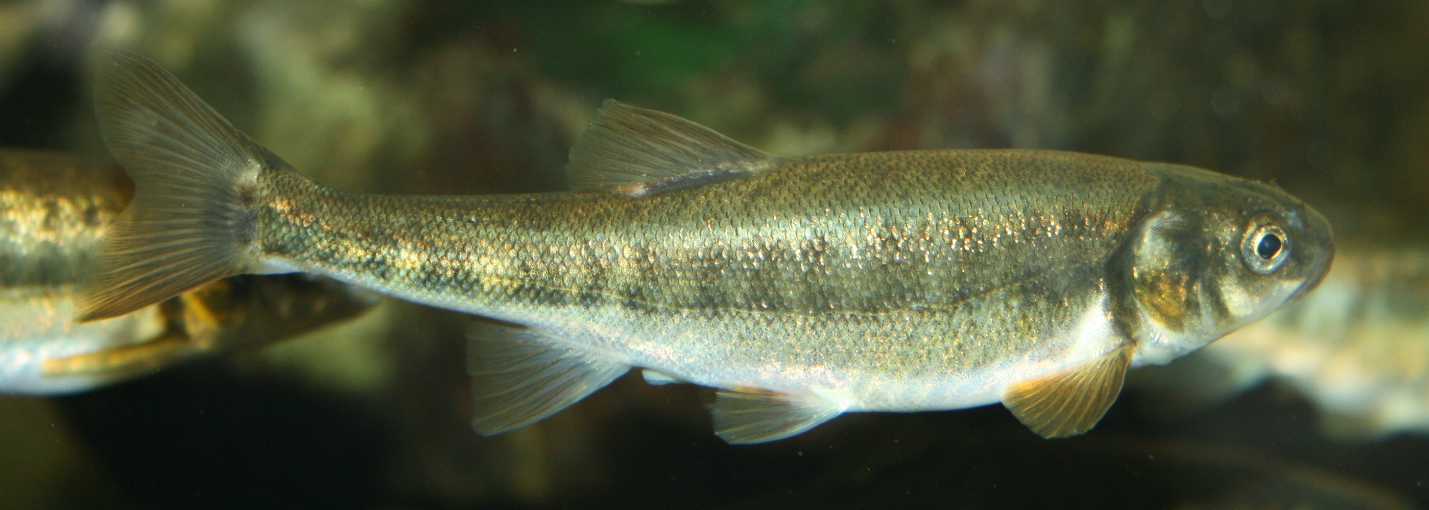 Image of Phoxinus phoxinus
