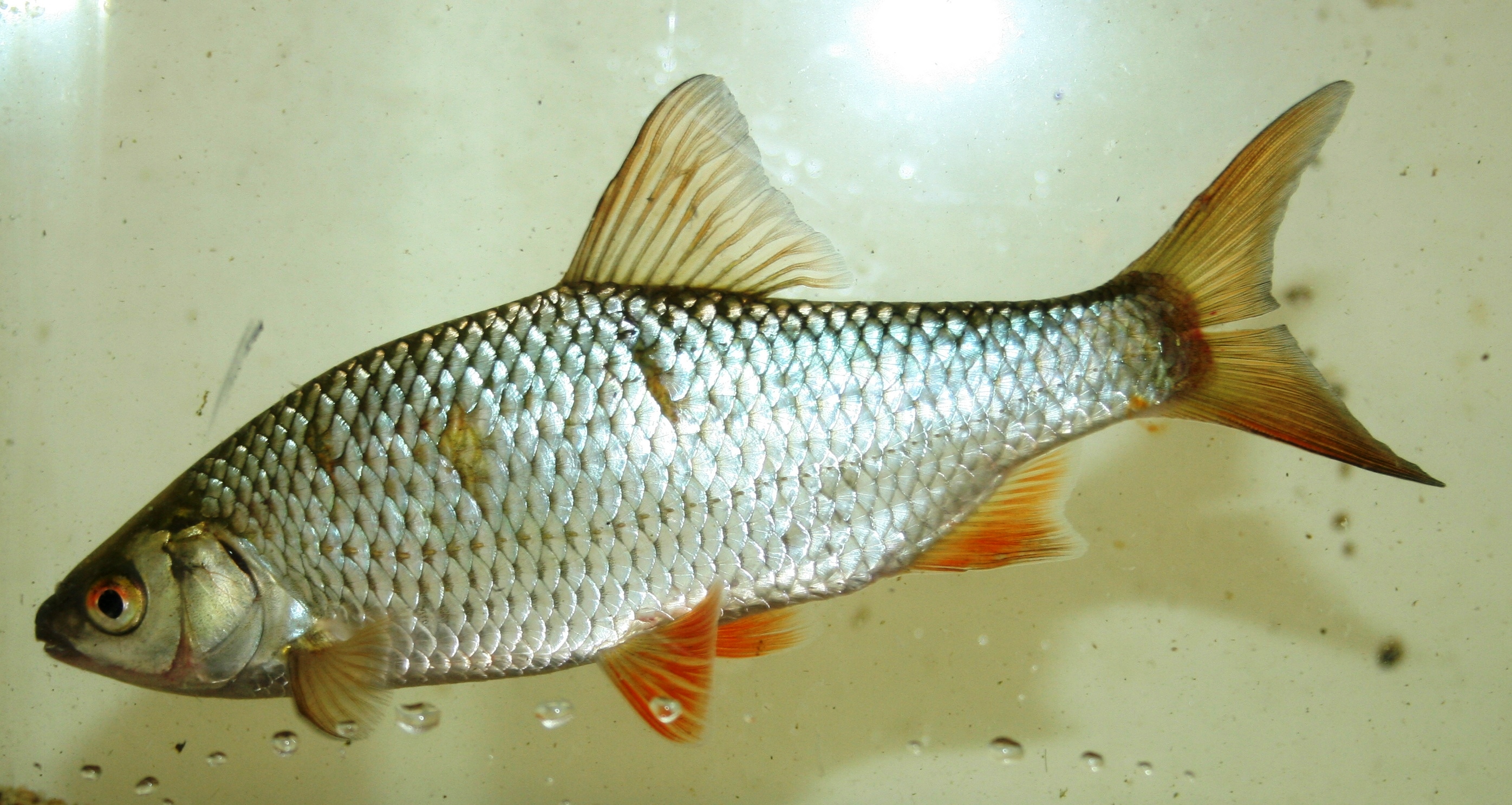 Image of Rutilus rutilus