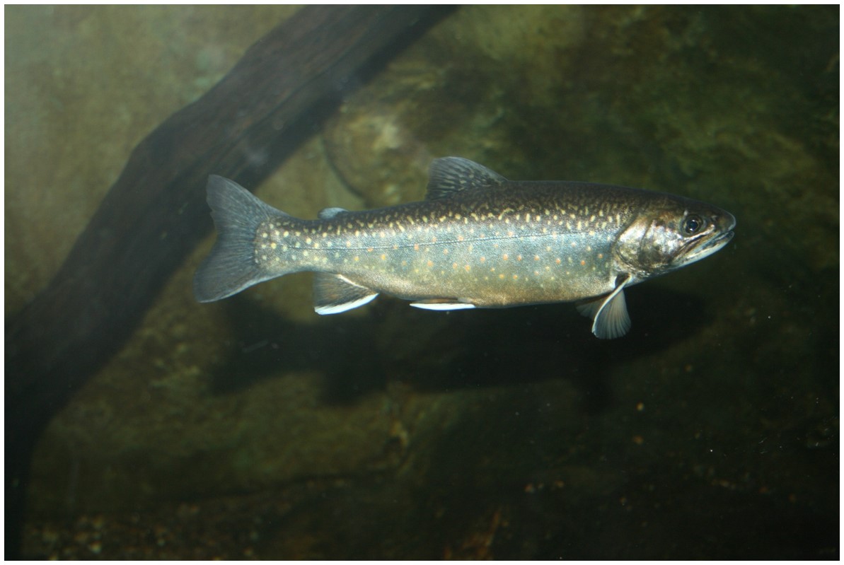 Image of Salvelinus fontinalis