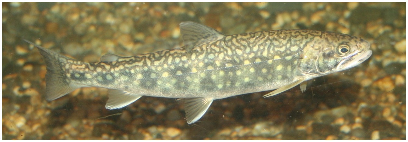 Image of Salvelinus namaycush