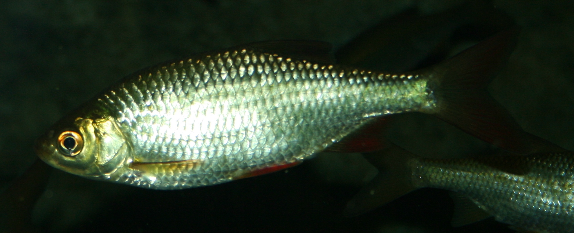 Image of Scardinius erythrophthalmus