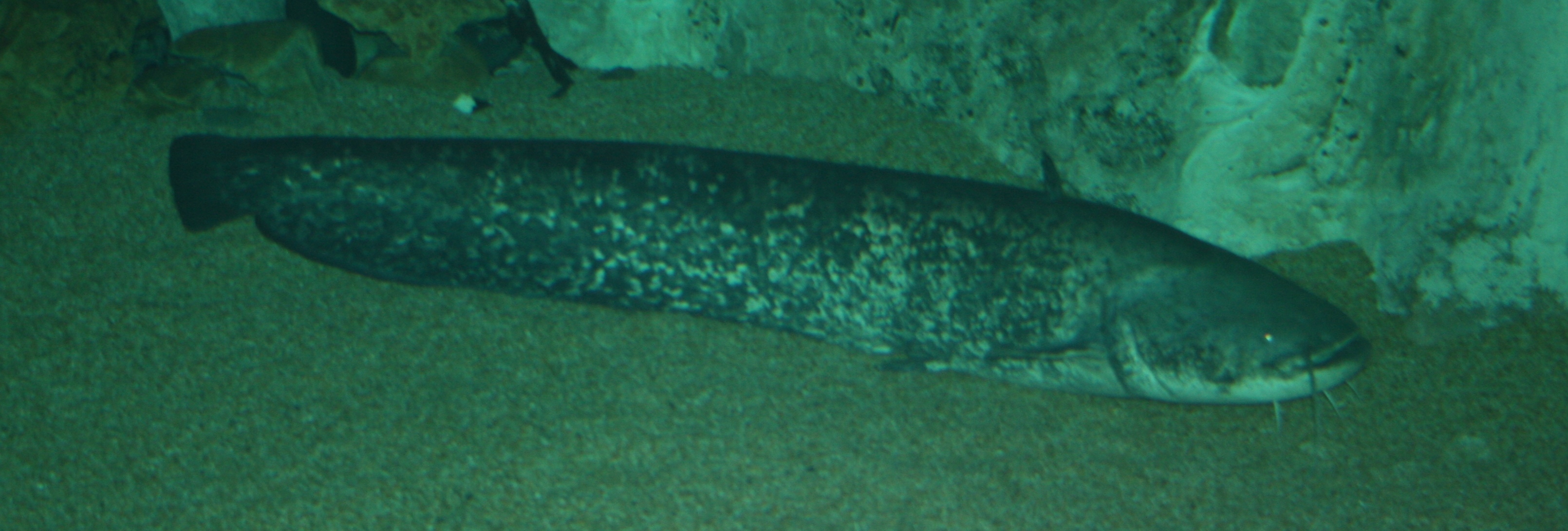 Image of Silurus glanis