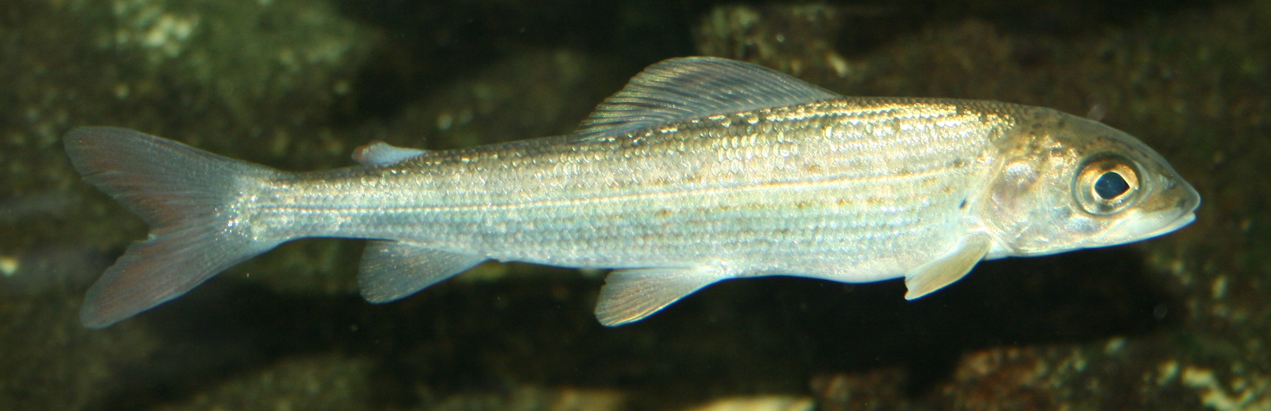 Image of Thymallus thymallus