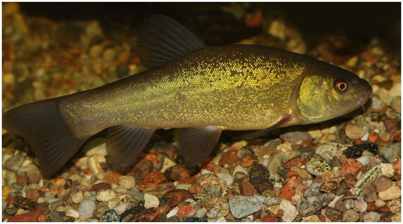 Image of Tinca tinca