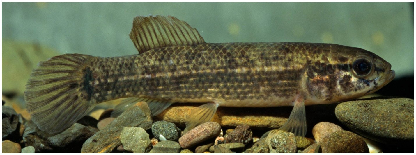 Image of Umbra pygmaea